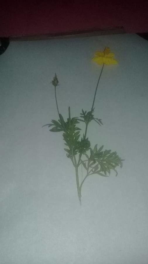 Monolopia major — houseplant care guide