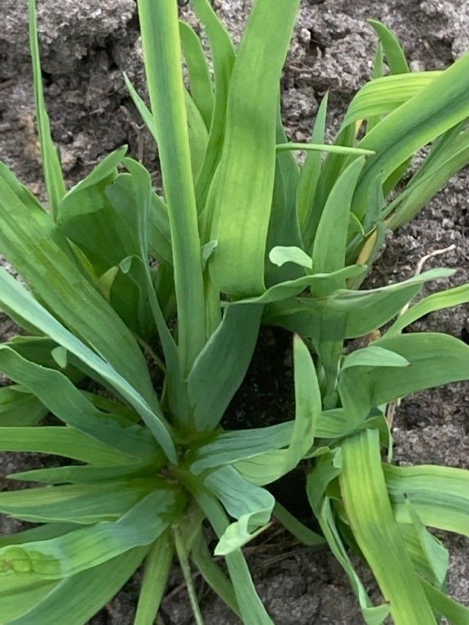 Sisyrinchium californicum flower