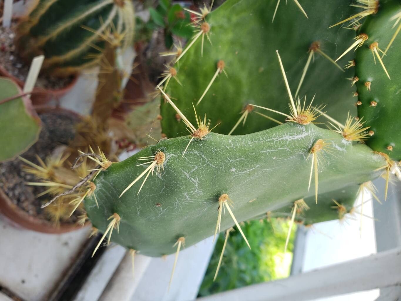 Opuntia tehuacana — houseplant care guide