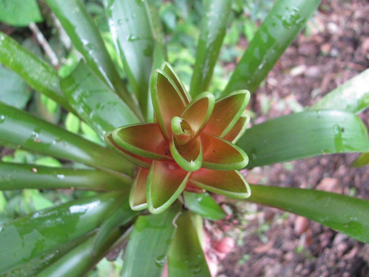 Vriesea heliconioides fruit