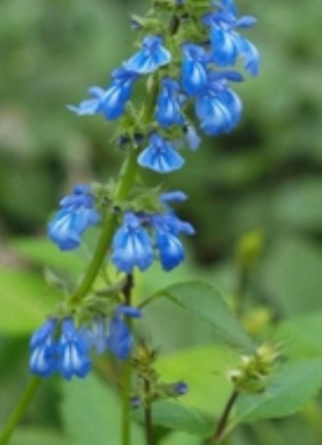 Salvia glechomifolia — houseplant care guide