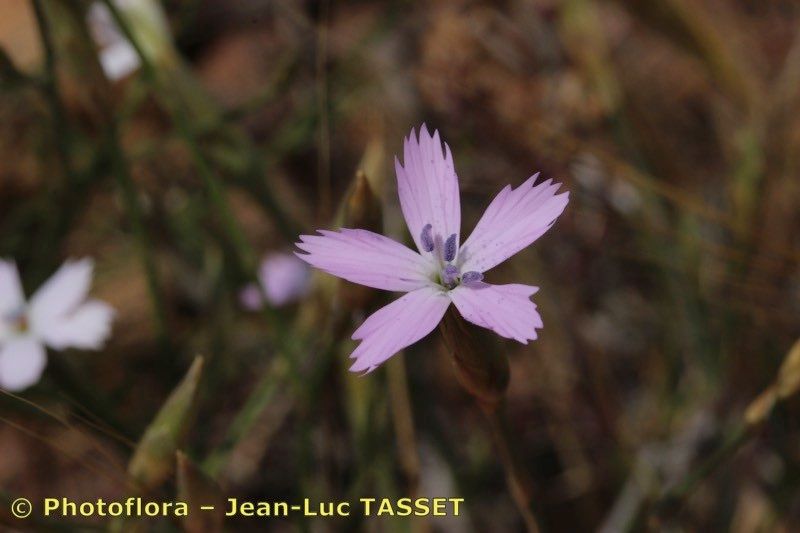Dianthus charidemi — houseplant care guide