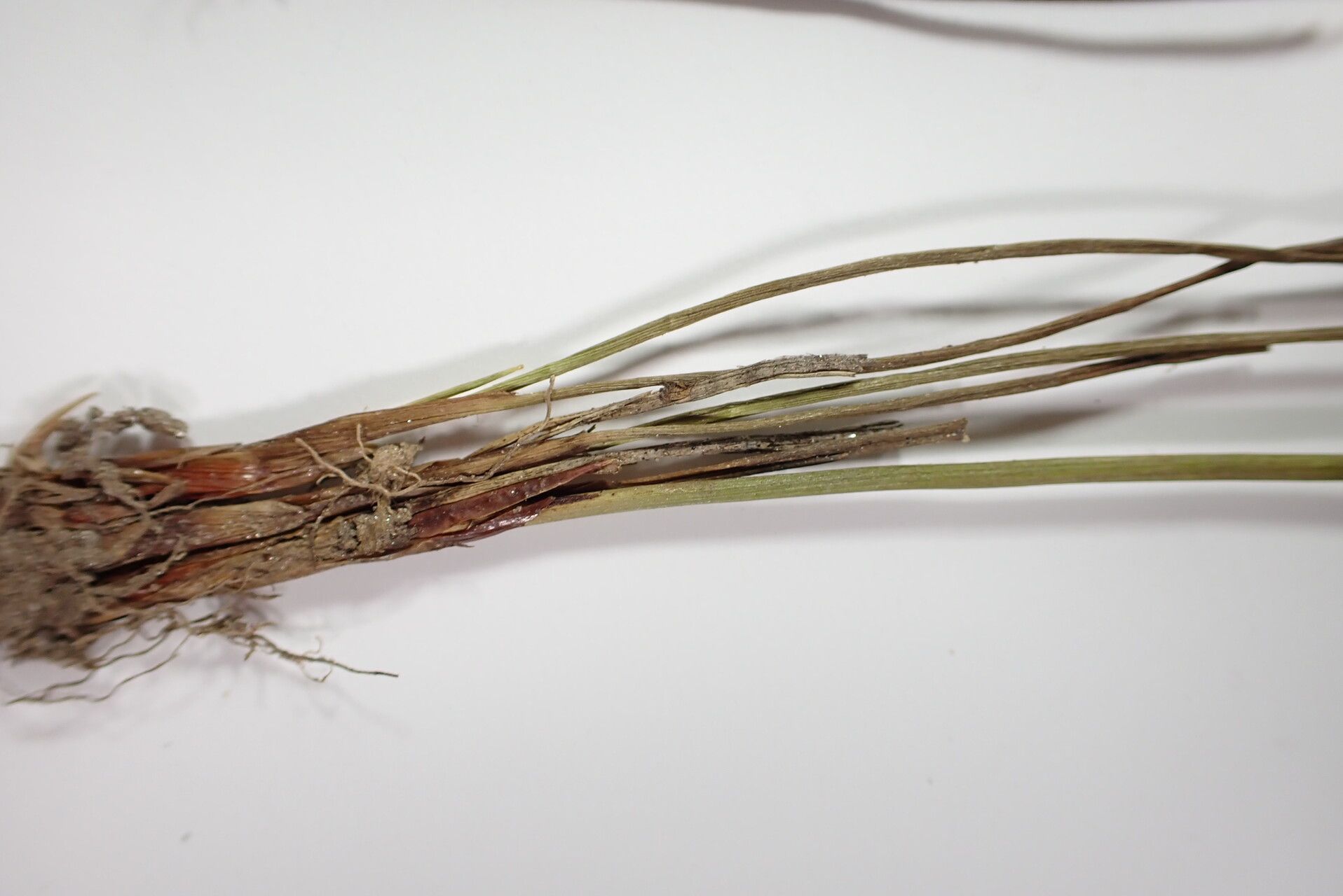 Juncus thomsonii bark