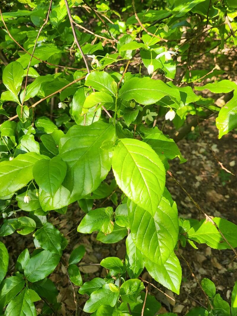 Sinojackia rehderiana leaf