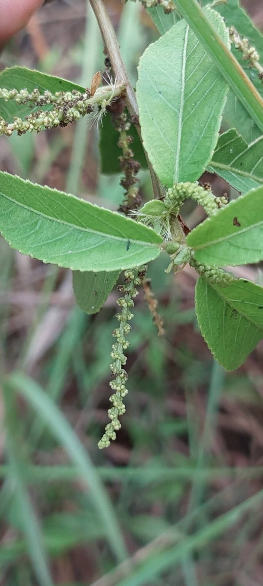 Acalypha diminuta flower