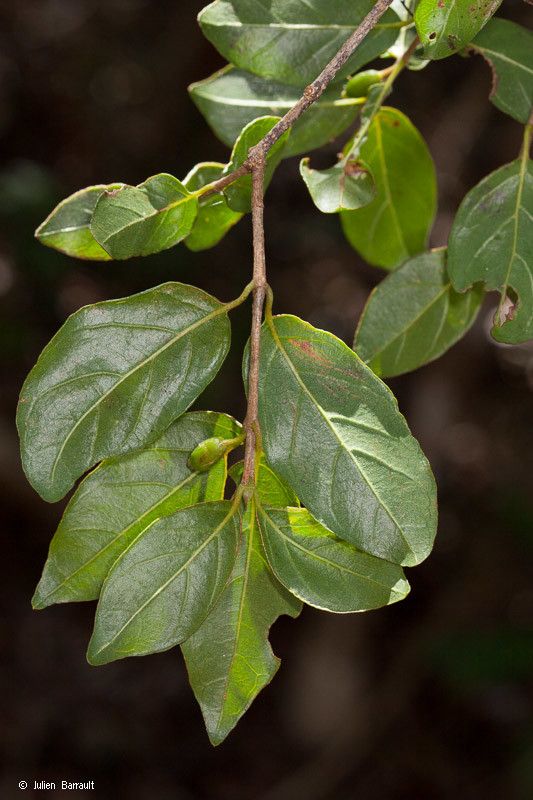 Antirhea rhamnoides — related species from the same genus