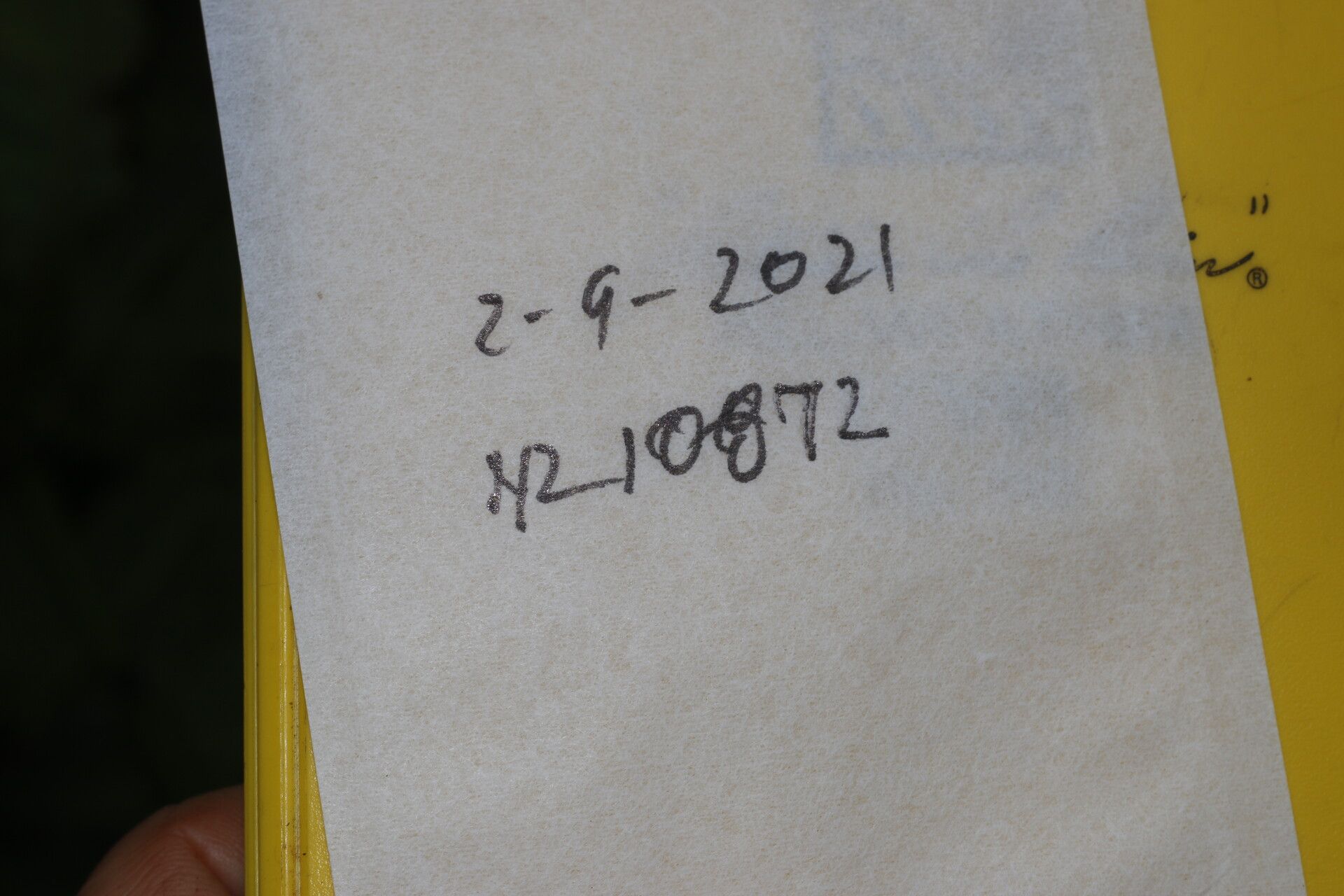 Persea povedae other