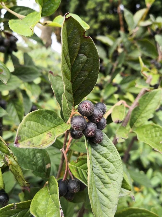 Cotoneaster lucidus fruit