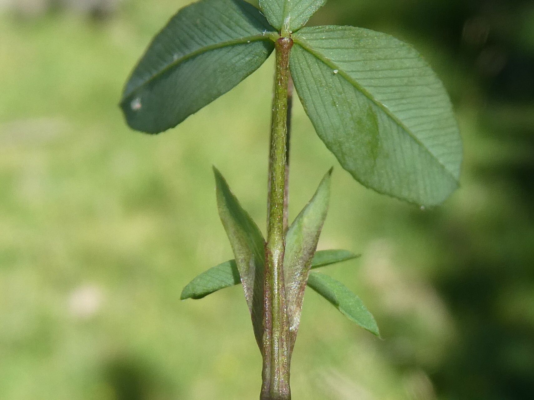 Trifolium spadiceum leaf