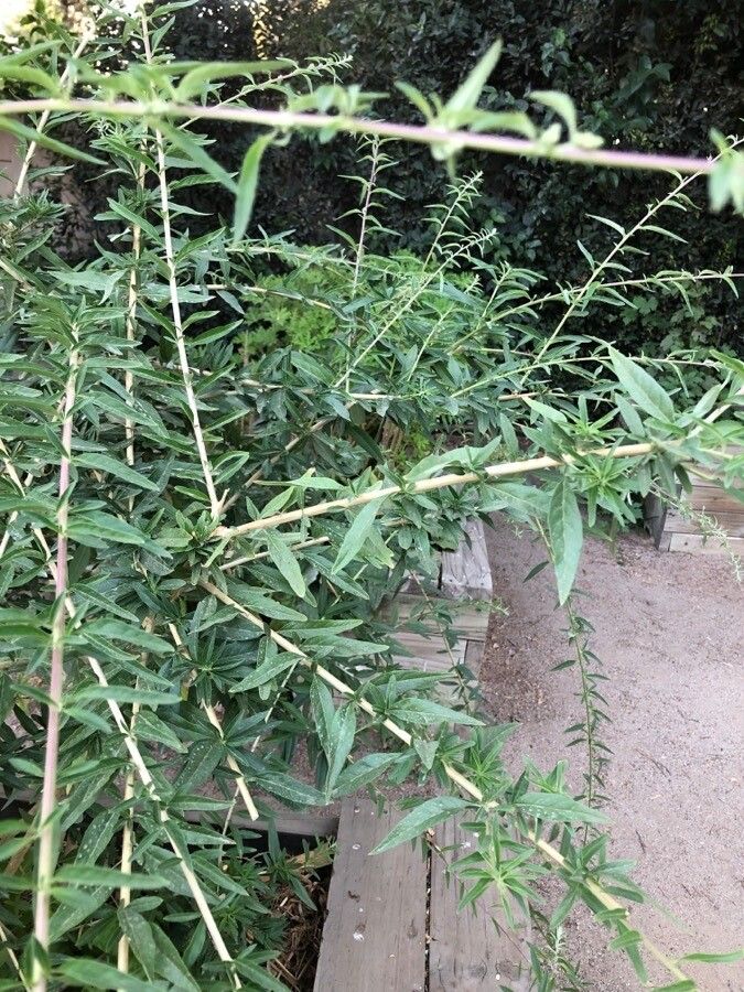 Aloysia polystachya — search result for 'Verbenaceae'