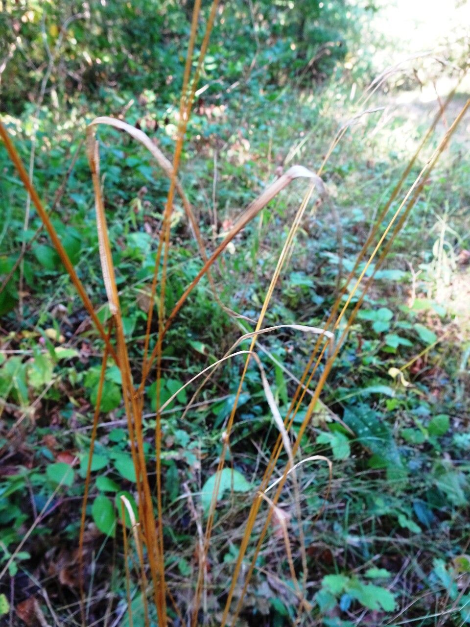 Bromus ramosus — search result for 'Bromus'