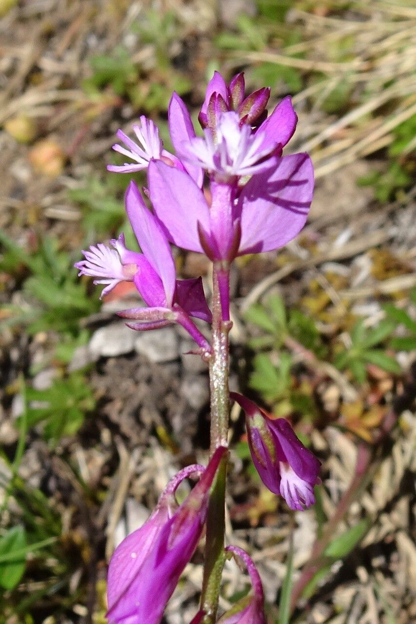 Polygala vulgaris flower