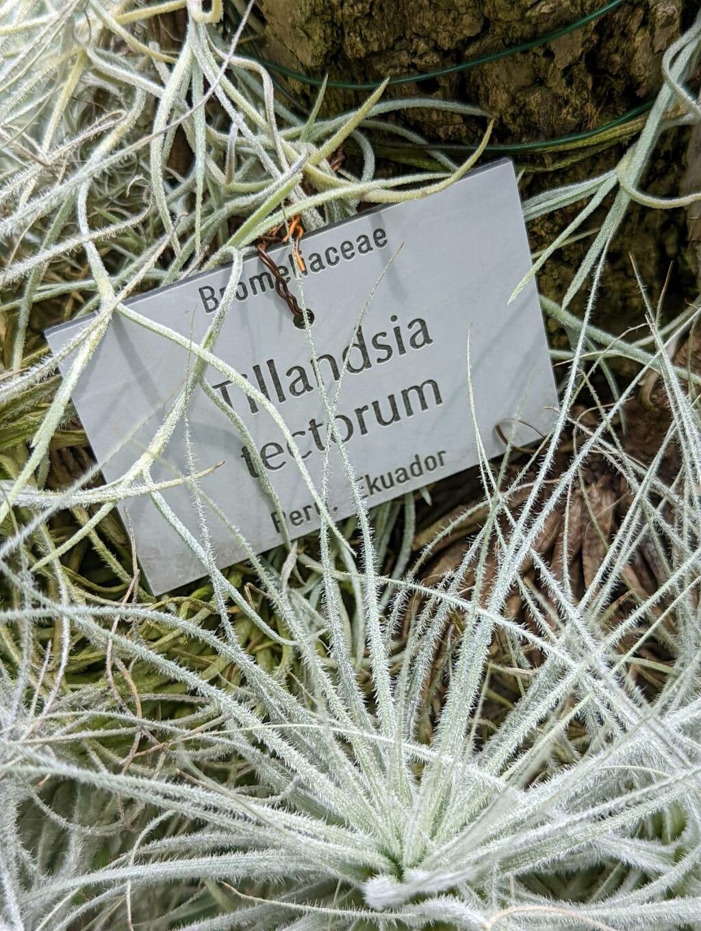 Tillandsia tectorum other