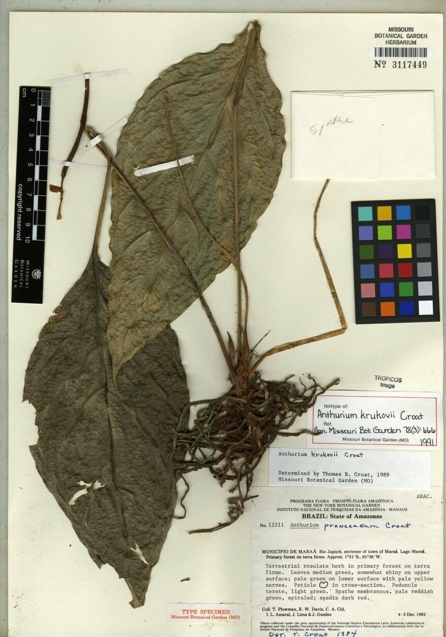 Anthurium krukovii — houseplant care guide