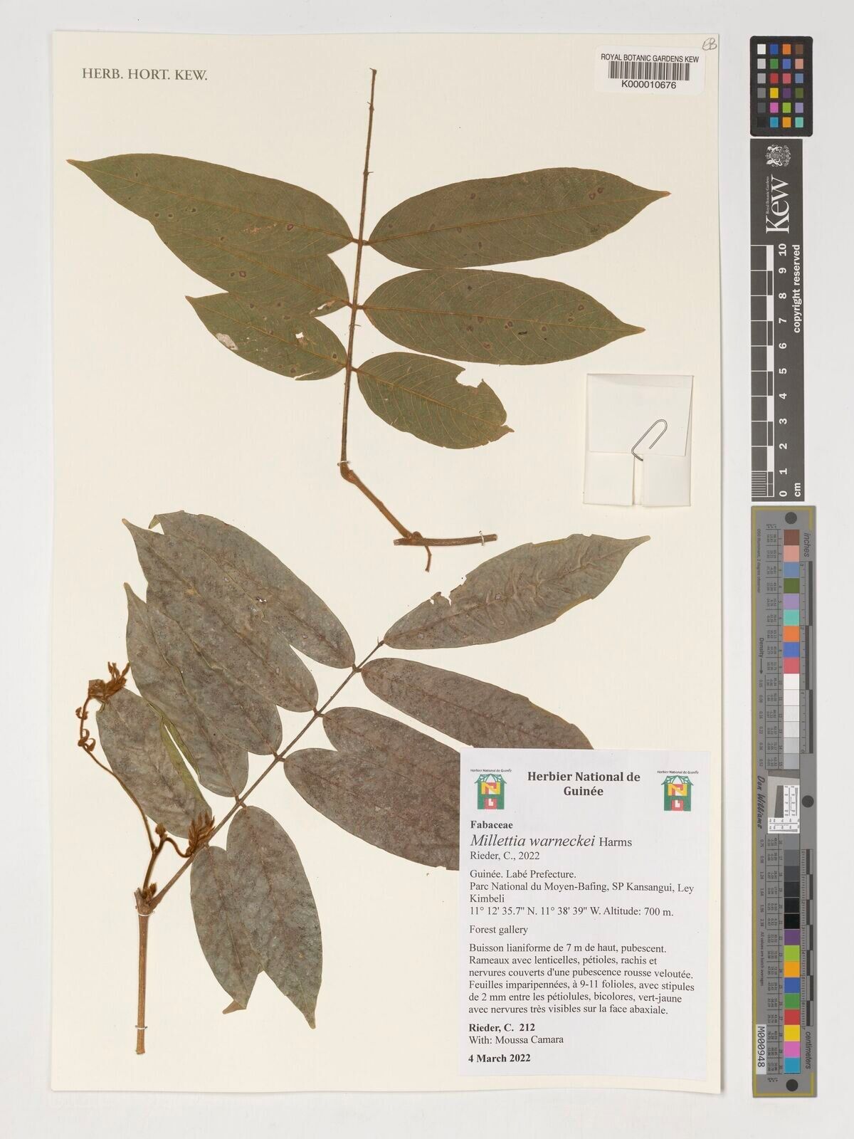 Millettia warneckei — houseplant care guide