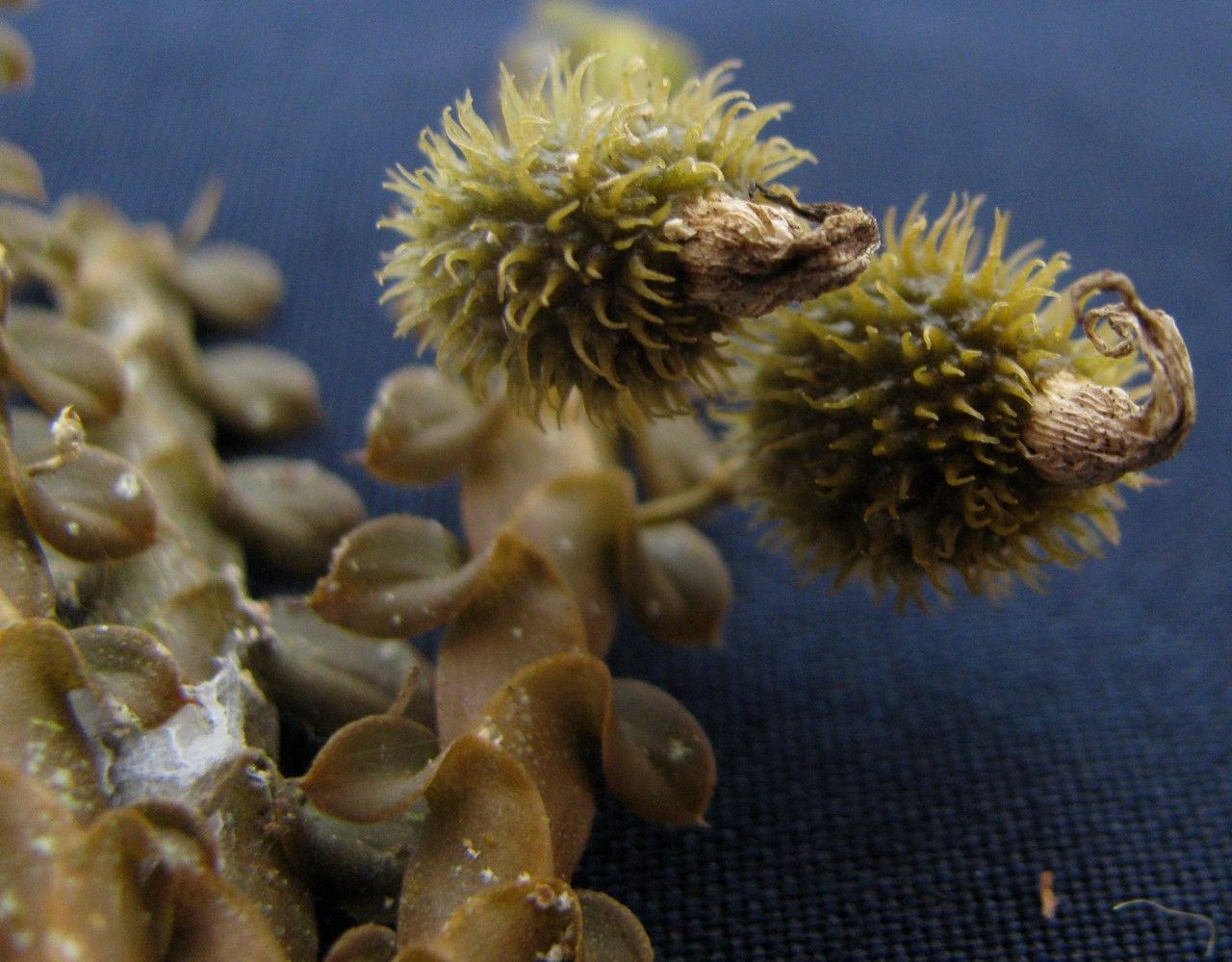 Dichaea costaricensis fruit