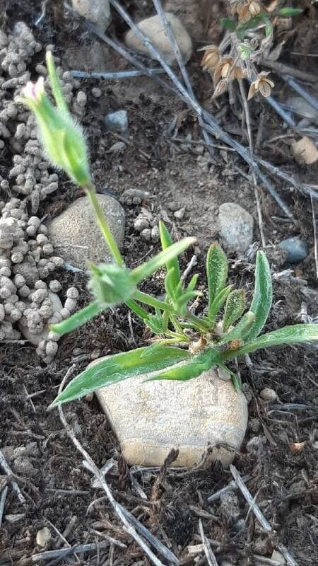 Silene tridentata — houseplant care guide