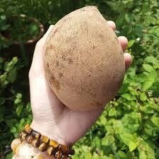 Mangifera pajang fruit