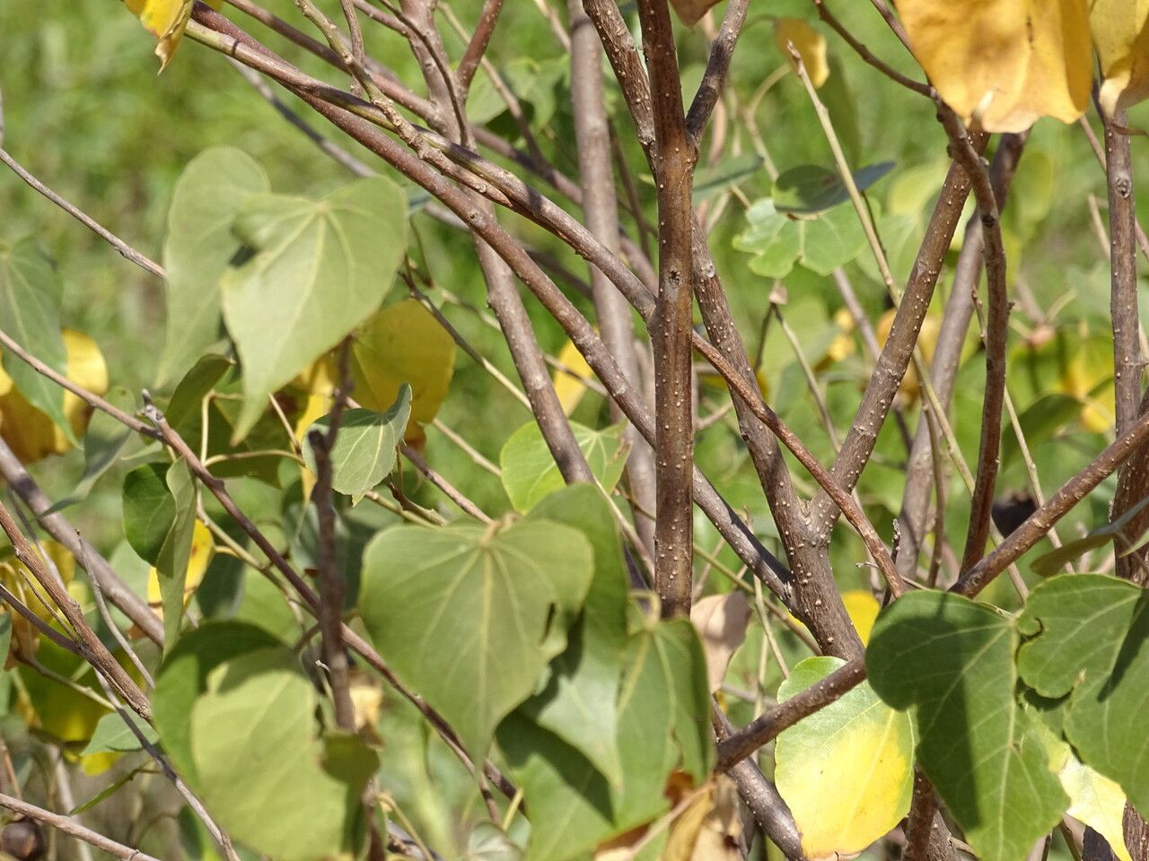 Thespesia populnea leaf