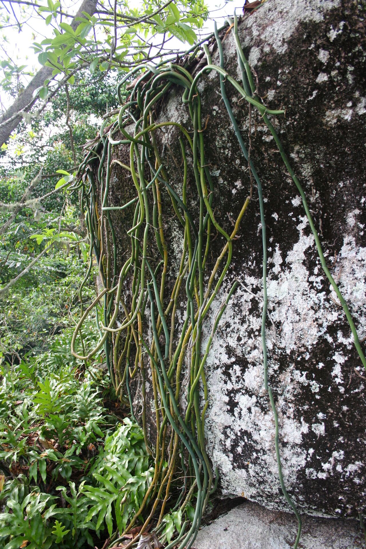 Vanilla phalaenopsis habit