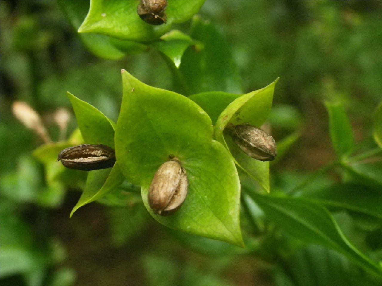 Ixanthus viscosus fruit