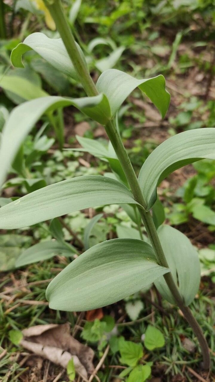 Fritillaria pallidiflora — search result for 'Fritillaria'