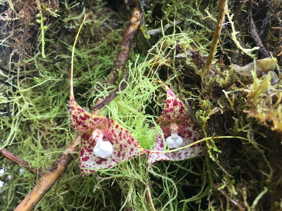 Dracula vespertilio — houseplant care guide