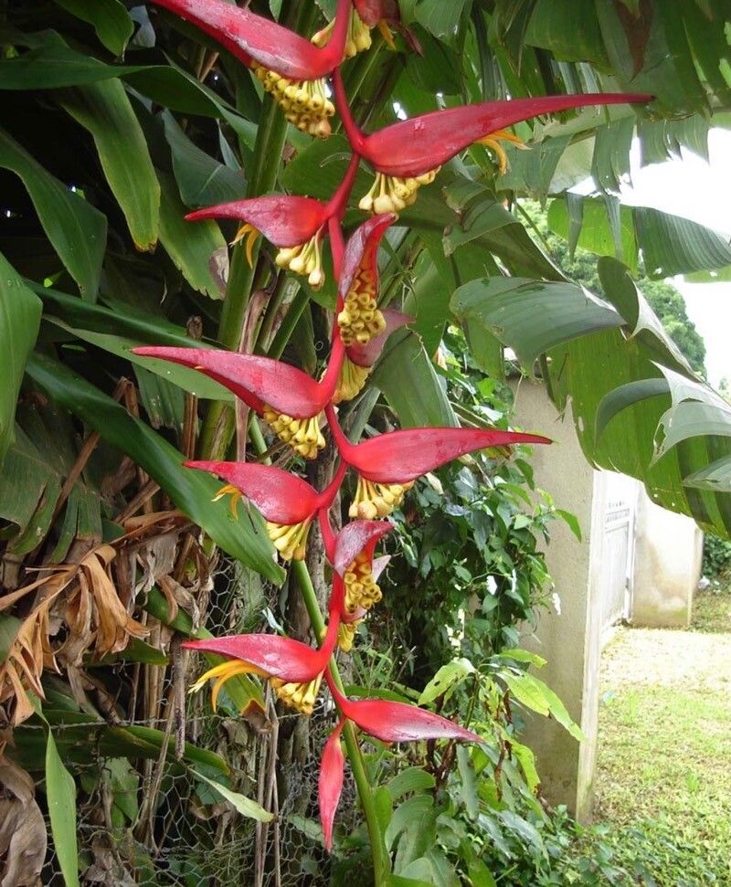 Heliconia collinsiana flower