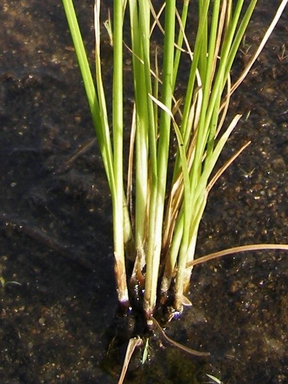 Cyperus compressus bark
