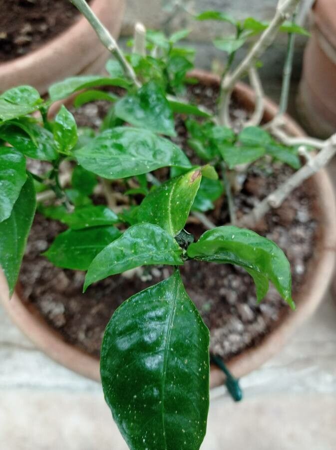 Ruellia solitaria — search result for 'Ruellia'