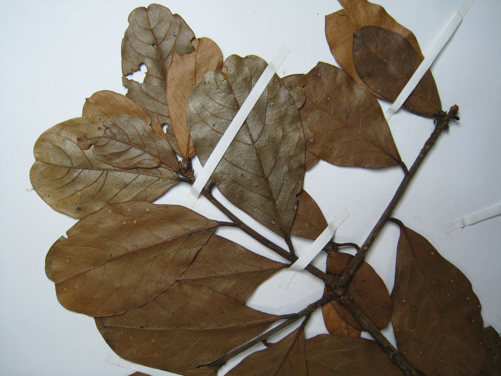 Catostemma hirsutulum other