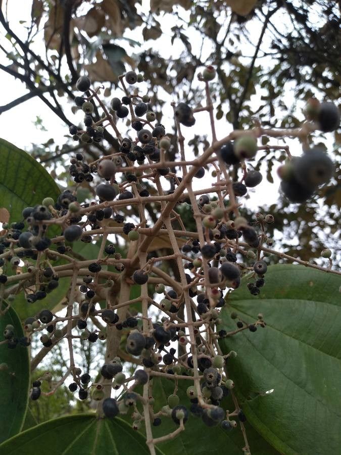 Miconia argentea fruit