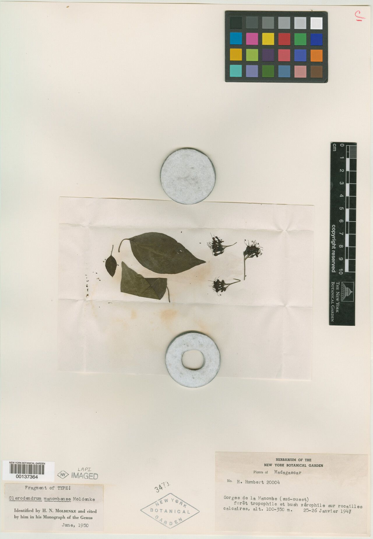 Clerodendrum manombense — houseplant care guide