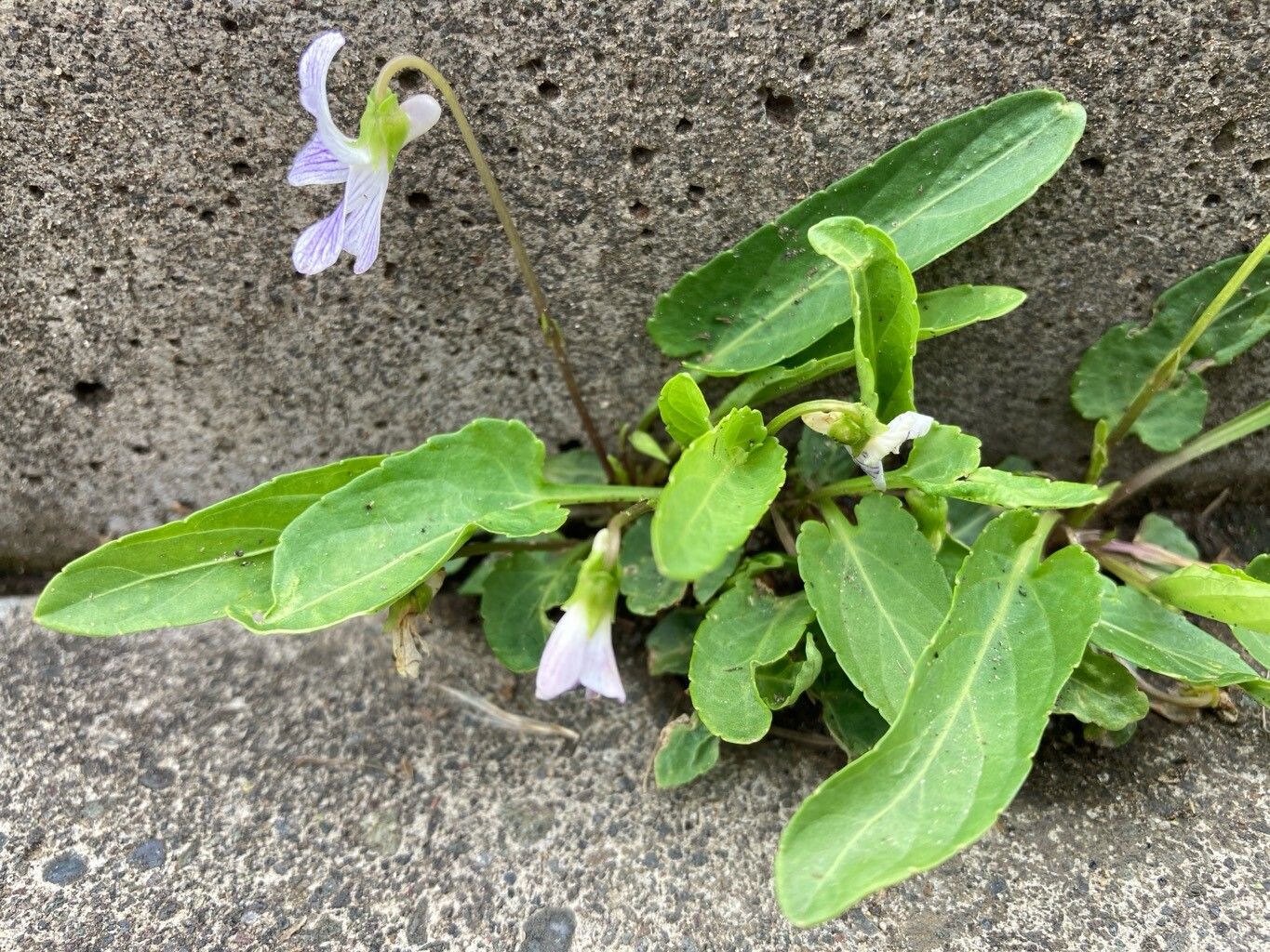 Viola betonicifolia — search result for 'Viola'
