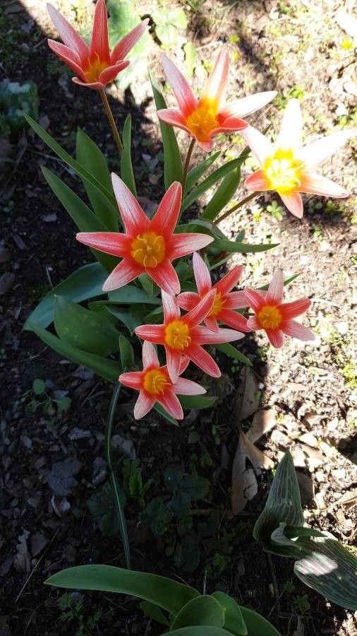 Tulipa kaufmanniana bark