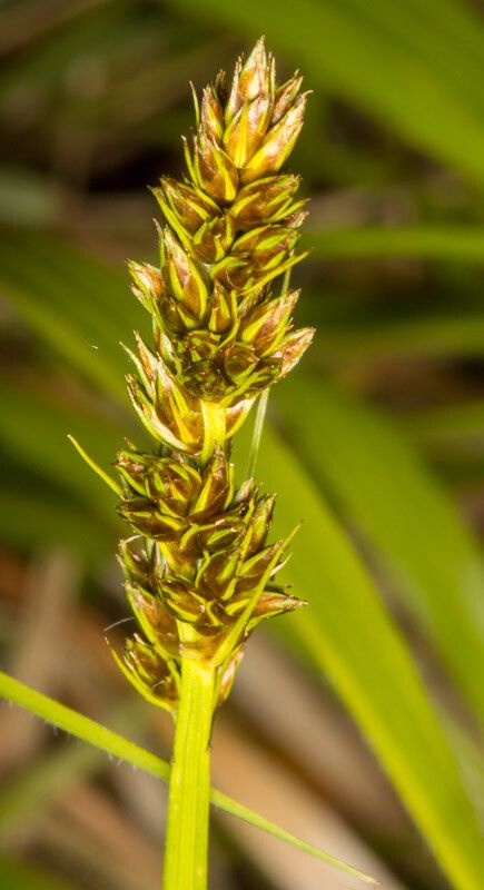 Carex cuprina fruit