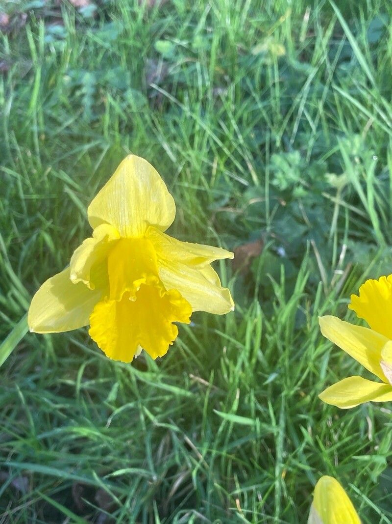 Narcissus hispanicus flower