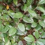 Elaeagnus macrophylla