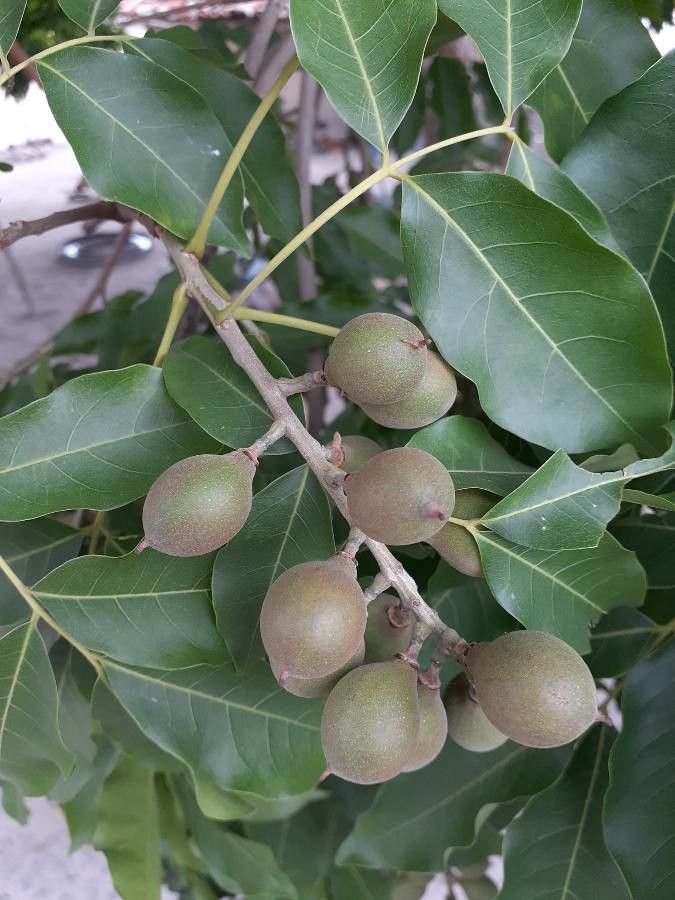 Dimocarpus longan fruit