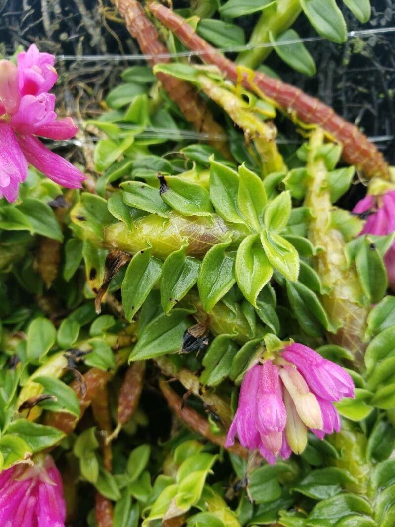 Dendrobium dichaeoides leaf