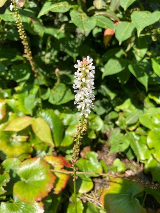 Galax urceolata flower