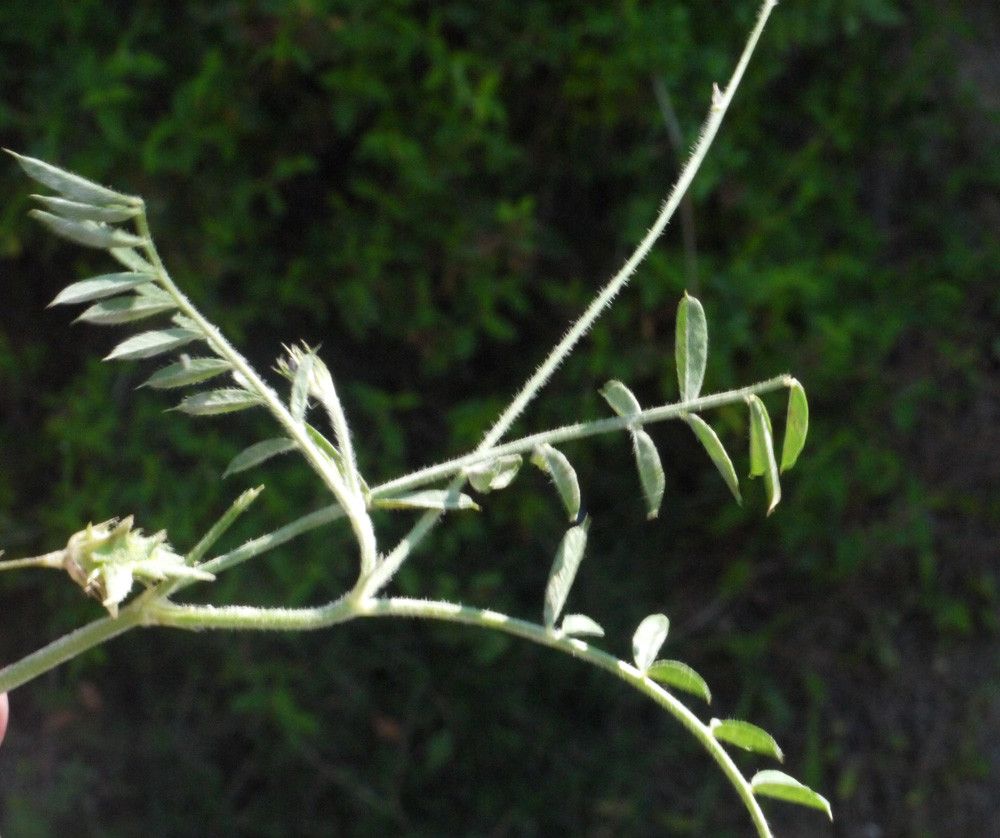 Onobrychis crista-galli other