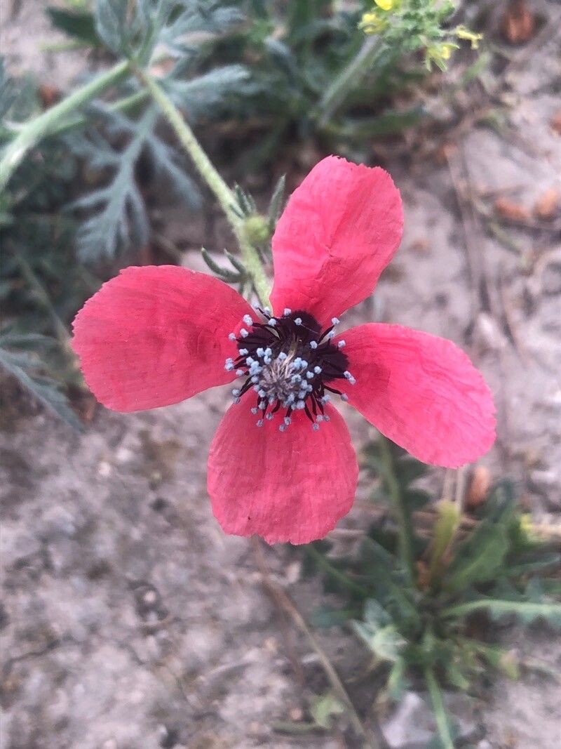 Roemeria sicula flower