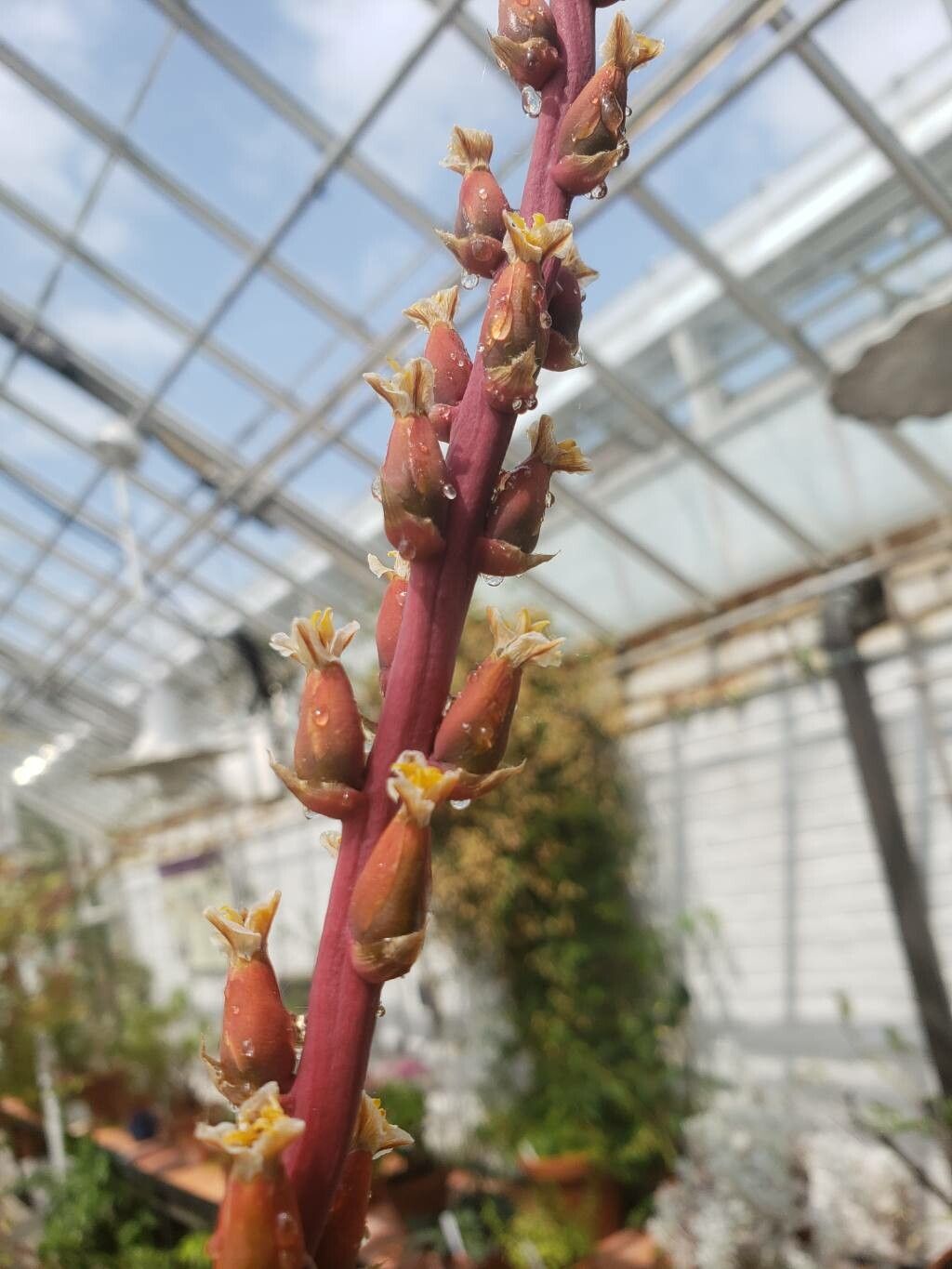 Dyckia dawsonii flower