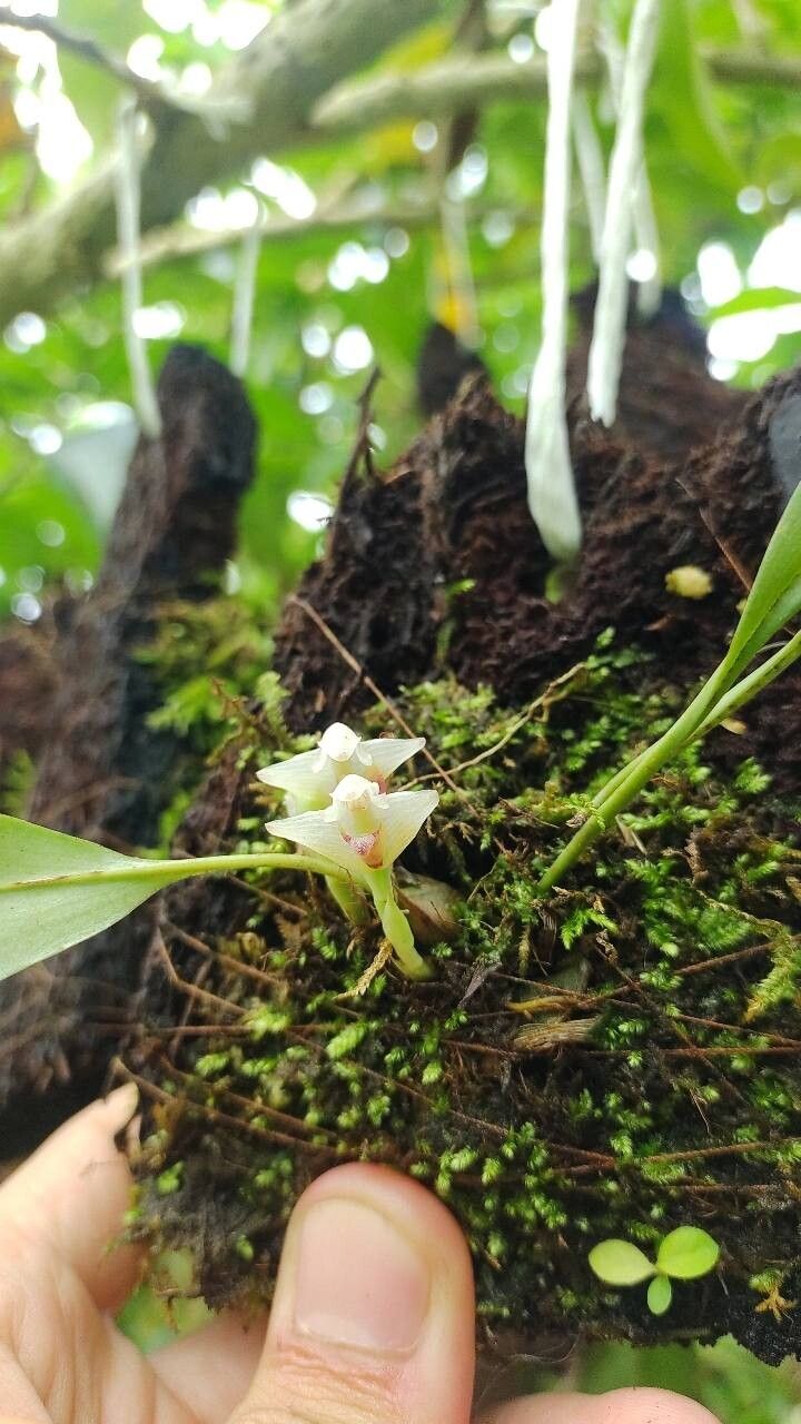 Maxillaria angustissima flower