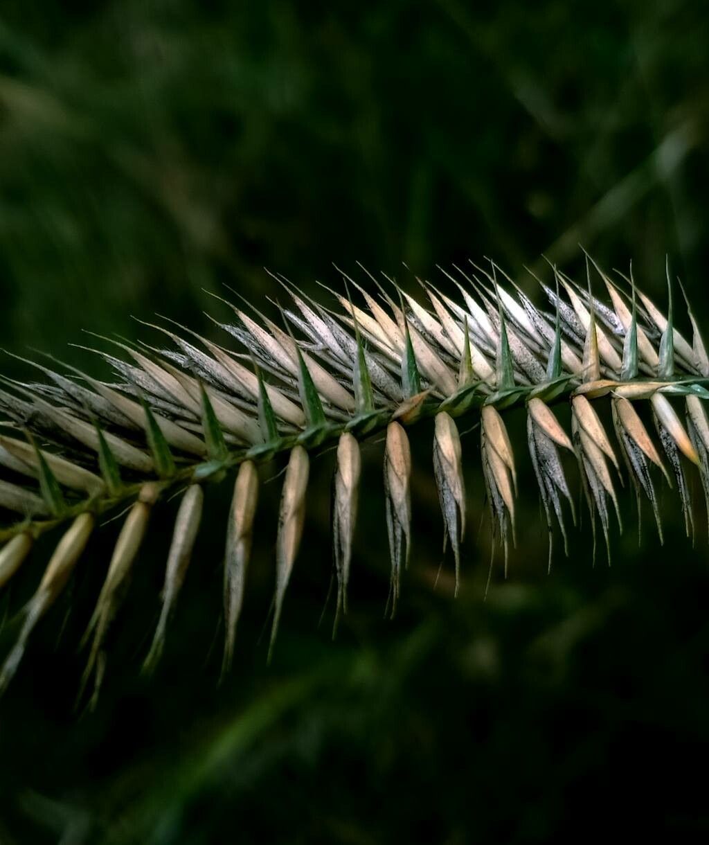 Agropyron cristatum fruit