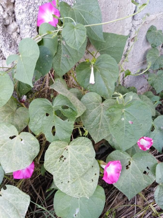 Ipomoea triloba flower