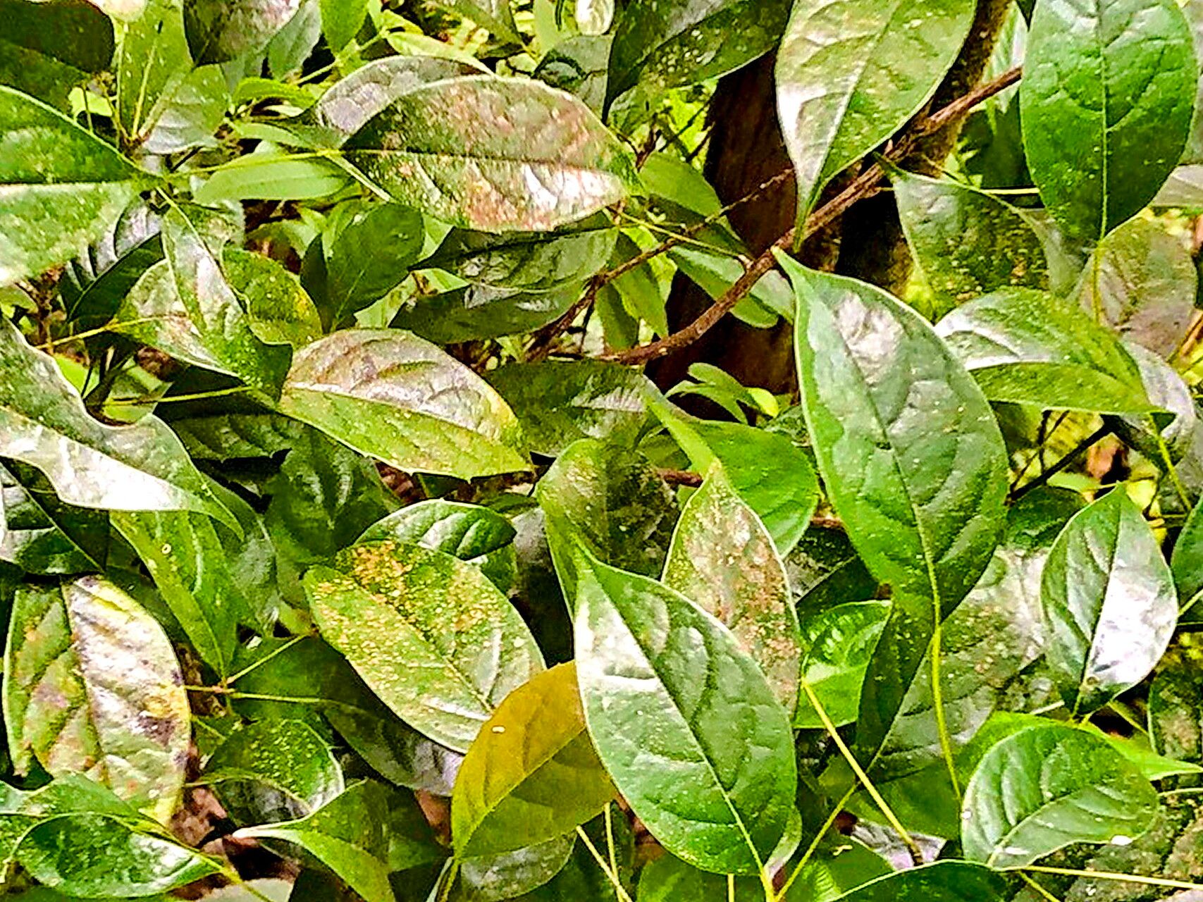 Meliosma squamulata — houseplant care guide