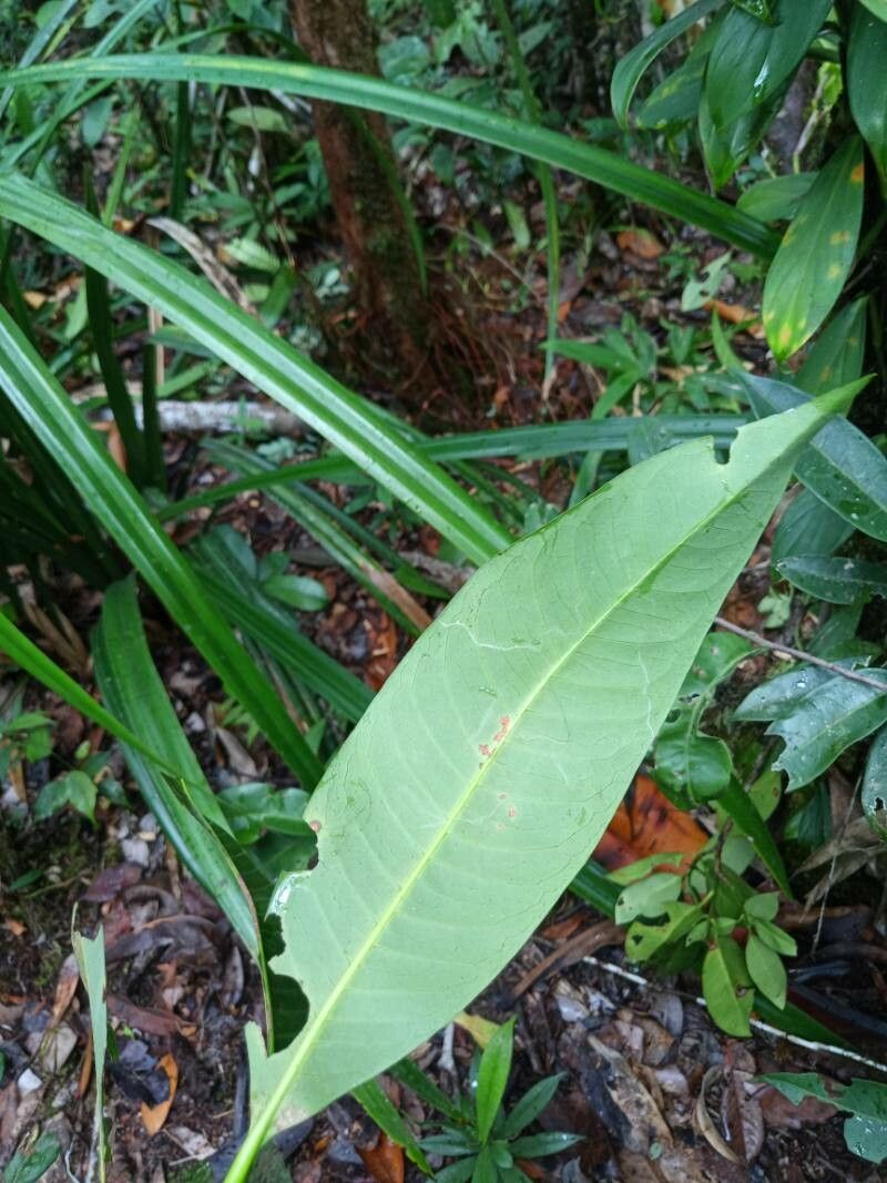 Ixora sparsifolia leaf
