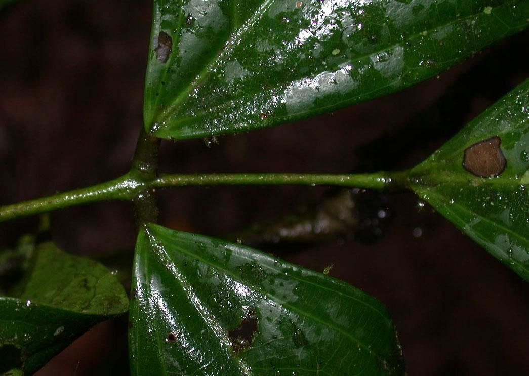 Connarus costaricensis bark